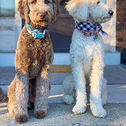 Goldendoodle All Grown Up from Lavender Field Doodles