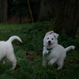 Berger Blanc Suisse Puppies from Moro Shepherds