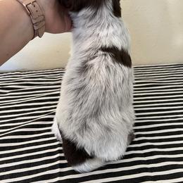 Wirehaired Pointing Griffon Puppies from American Patriot Kennel
