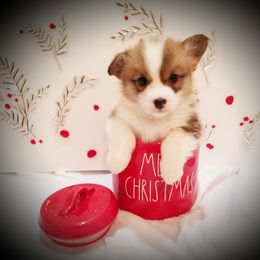 Pembroke Welsh Corgi Puppies from Ranch Hand Corgis