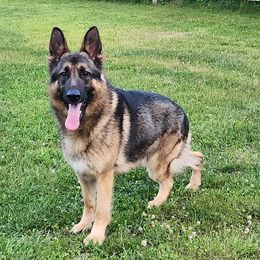 Nate - German Shepherd