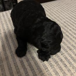 Aussiedoodle Puppies from LuckyDoodles