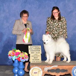 Labrador Retriever and Samoyed Puppies from Carefree Samoyeds & Deserthills Labradors