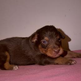 Cadbury - Red tri-color male Australian Shepherd puppy in Windsor, New York from Double B Aussies