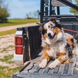 Dazzle - Australian Shepherd