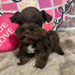 Teddy - Liver male Miniature Schnauzer puppy in Lufkin, Texas from C&K’s Schnauzer House