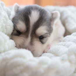 Female 2 - Sable and white female Siberian Husky puppy in Bly, Oregon from Hill Top Huskies