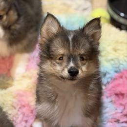 Super tiny special needs little girl - Wolf sable female Pomsky puppy in Magnolia, Texas from Solace Shelties and Pomskies
