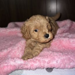 Purple - Brown female Cavapoo puppy in Chicago, Illinois from Teddy & Elly Litter