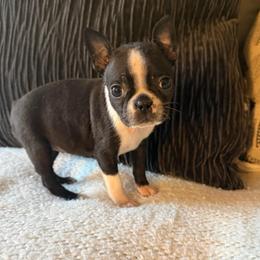 Bella - Black and white female Boston Terrier puppy in Charlotte, Michigan from Witselle Bostons
