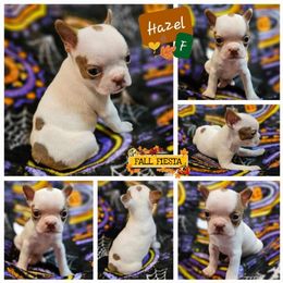 Hazel - Boston Terrier puppy in Boston, Massachusetts from Boston Collections