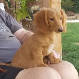 Dachshund Puppies from Long Dog Ranch