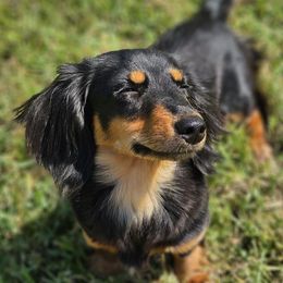Dachshunds from Davidson Ranch Dachshunds