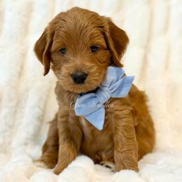 Blue Collar CHILI - Apricot male Goldendoodle puppy in Salem, Utah from Aspen Doodles Utah