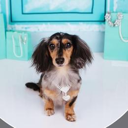 Dachshund All Grown Up from FloriDachs Miniature Dachshunds