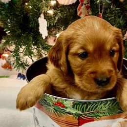 Golden Retrievers from STAT: Service Therapy Alert Training