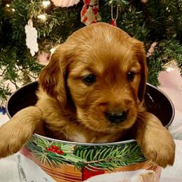Golden Retrievers from STAT: Service Therapy Alert Training