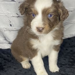 Boy 2 - Miniature Australian Shepherd puppy in Paris, Texas from Kuttin’ Up Mini Aussies