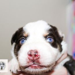 Miniature Australian Shepherd Puppies from Yarborough Kennels