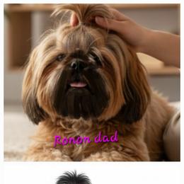 Our dam Waverly - Shih Tzu