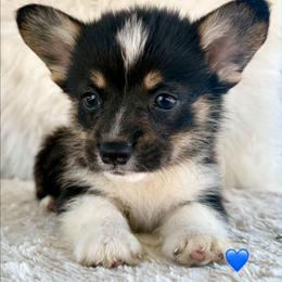 Tri Boy 1 - Black and tan male Pembroke Welsh Corgi puppy in Bay Area, California from MJ's Corgis
