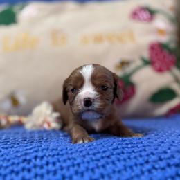 Angel - Ruby male Cavalier King Charles Spaniel puppy in Watkinsville, Georgia from Cavaliers of Windsor