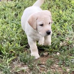 Dilute Retriever Puppies from Weathervane Labs