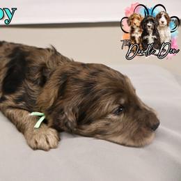 Teal Boy - Merle male Bernedoodle puppy in Enfield, Connecticut from Sweet Connecticut Doodles