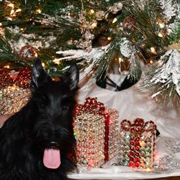 Little boy - Black male Scottish Terrier puppy in Gwinnett County, Georgia from Scottish Terriers at The Rock