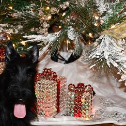Little boy - Black male Scottish Terrier puppy in Gwinnett County, Georgia from Scottish Terriers at The Rock