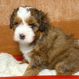 Ruby - Tri-color female Bernedoodle puppy in Bradenton, Florida from Peanut Butter Doodles