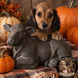 Julian - Cream male Dachshund puppy in Greenfield, Ohio from Buck Run Creek Dachshunds