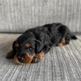 Girl 3 - Tri-color female Bernedoodle puppy in Spring Hill, Florida from Ohana Doodles