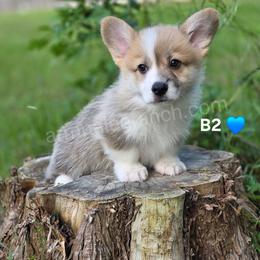 B2 - Red male Pembroke Welsh Corgi puppy in Jacksonville, Texas from ArmnalegRanch LLC
