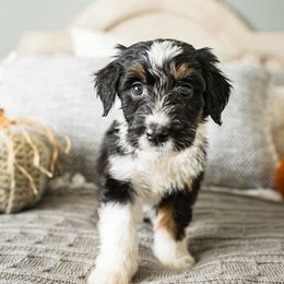 Aussiedoodle, Bernedoodle, and Poodle Puppies from Doodle Belle Puppy