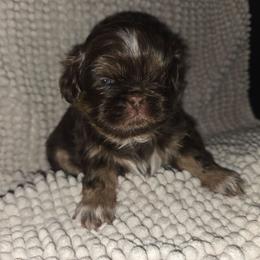 Sally - Chocolate and tan female Shih Tzu puppy in Fairview Park, Ohio from Sunshine Shih tzus