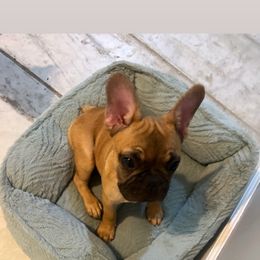 Boy 3 - Fawn male French Bulldog puppy in North Port, Florida from J. Taylor Frenchie Family Farms