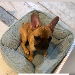 Boy 3 - Fawn male French Bulldog puppy in North Port, Florida from J. Taylor Frenchie Family Farms