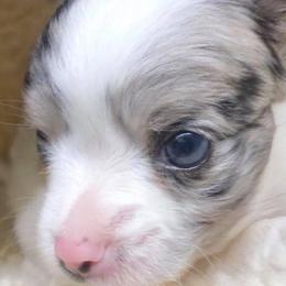 Chihuahua and Chinese Crested Puppies from Western Kentucky Chihuhua and Chinese Crested