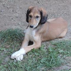 Anatolian Shepherd Dogs and Salukis from Timaru Salukis & Anatolians