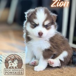Zion - Chocolate male Pomsky puppy in Kittredge, Colorado from Rocky Mountain Pomskies