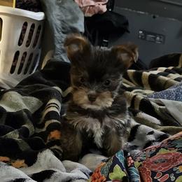Taco - Chocolate, tan and white male Yorkshire Terrier puppy in Augusta, Georgia from Melissa's Paw Impressions