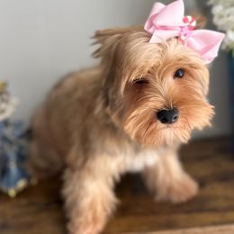 Belinda - Gold female Yorkshire Terrier puppy in Cape Coral, Florida from Katherine’s Yorkies and Poodles