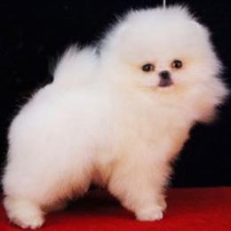 Harper - Pomeranian