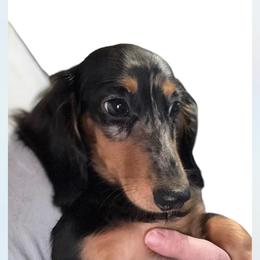 Tulip - Dachshund
