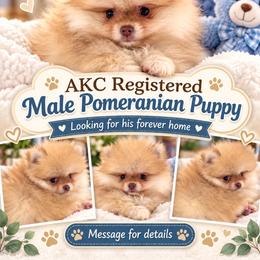 Beaver - Beaver male Pomeranian puppy in El Paso, Texas from Texas quality pomeranians