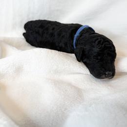 Indigo - Parti female Poodle puppy in Longview, Washington from Evergreen Miniature Poodles
