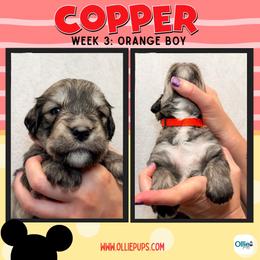 Copper (Orange) - male Golden Mountain Doodle puppy in Boiling Springs, South Carolina from OlliePups, LLC