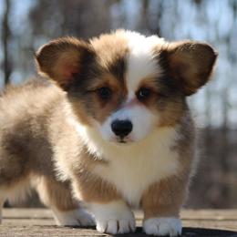 Daniel - Sable male Pembroke Welsh Corgi puppy in South Otselic, New York from Ridge Top Corgis