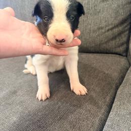 Bo - Black and white male Border Collie puppy in Taylor, Arizona from Vowell Farm Border Collies